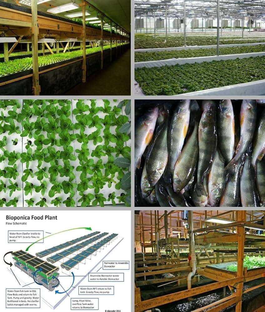 Aquaponics: Entrepreneurs Embrace Technology that Holds Key to Strengthening Local Food Systems and Increasing Food Security cover